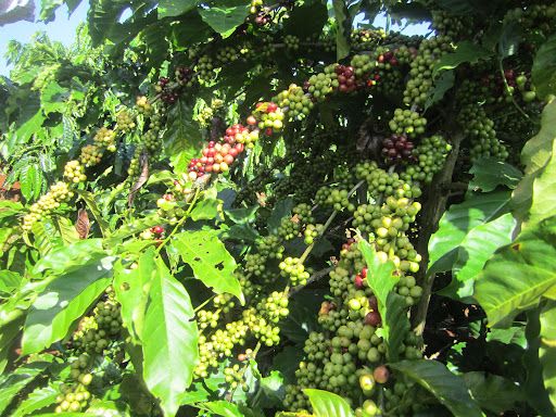 Biện pháp mới trừ ve sầu hại cà phê