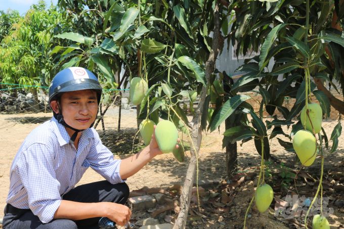 Tứ Quý - giống xoài độc đáo vùng đất Suối Tân