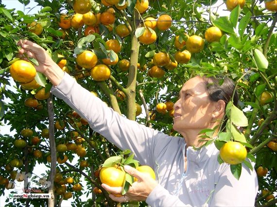 Đồng Tháp: Nâng khả năng chống chịu biến đổi khí hậu cho vùng cây ăn trái