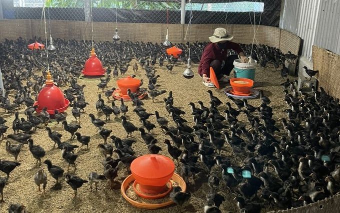 An toàn dịch bệnh cho gia súc, gia cầm