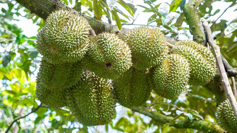 Giá sầu riêng ngày 17/10: Sầu Thái, sầu Ri6 giữ giá cao nhất ở Tây Nam bộ
