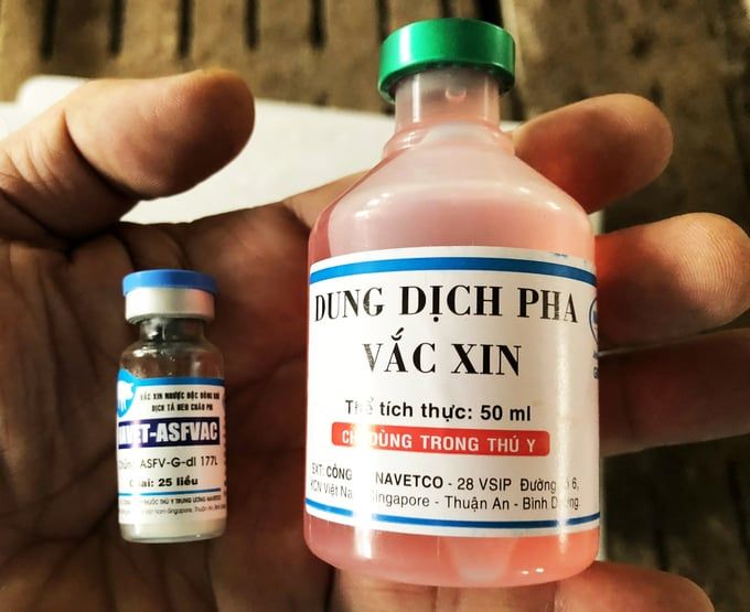 Ngăn chặn dịch tả heo Châu Phi [Bài 1] Hành trình gian nan