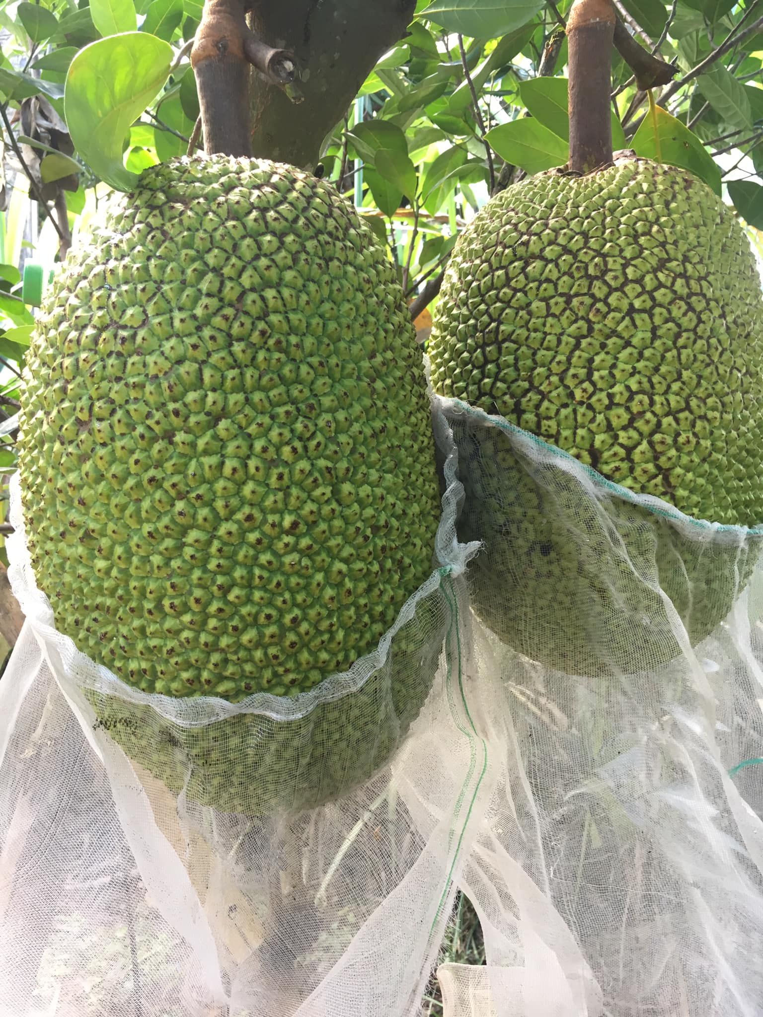 Giá mít Thái hôm nay 27/10: Cao nhất 32.000 đồng/kg, vì sao để làm bông mít Thái đạt cao phải cắt cỏ vườn?