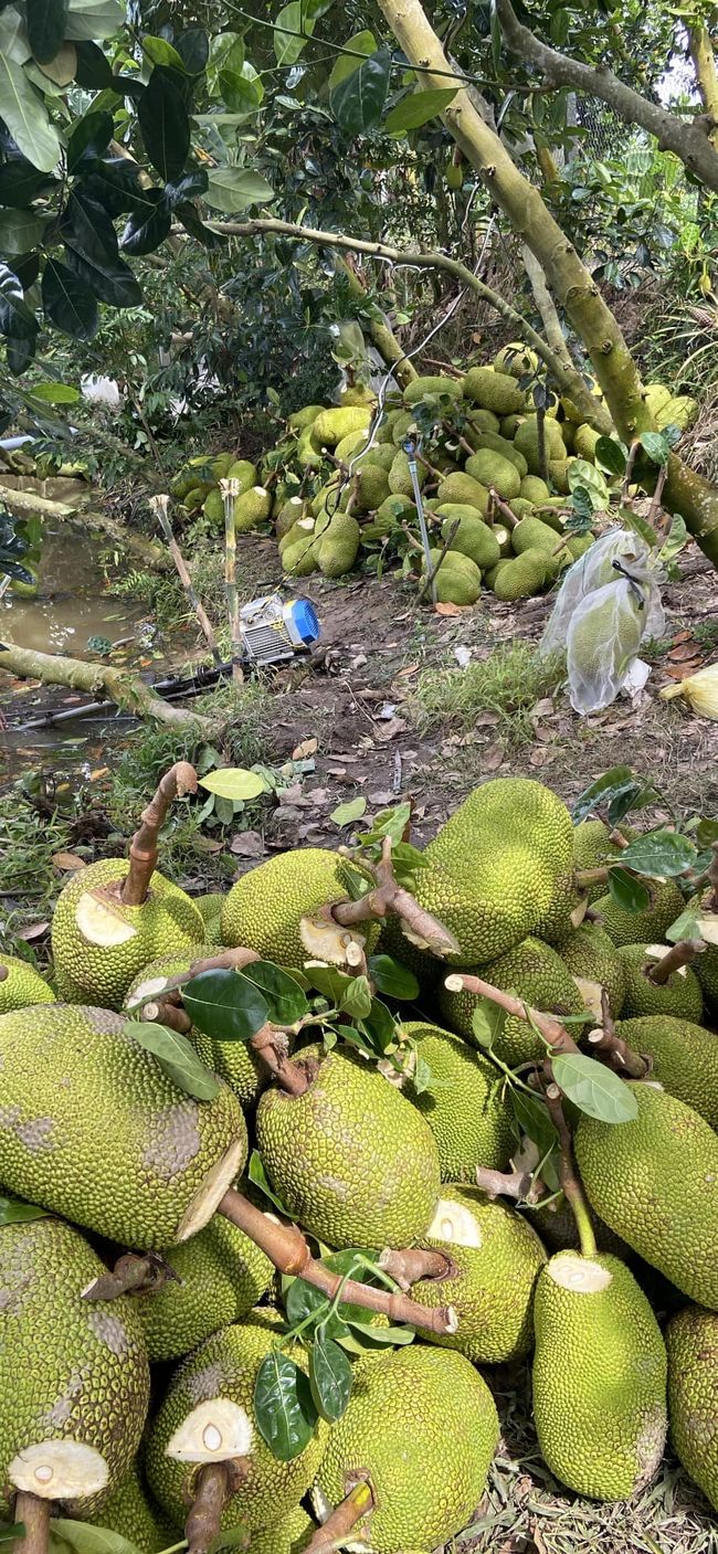 Giá mít Thái giảm nhẹ, giá mít ruột đỏ tăng chạm mốc 100.000 đồng/kg