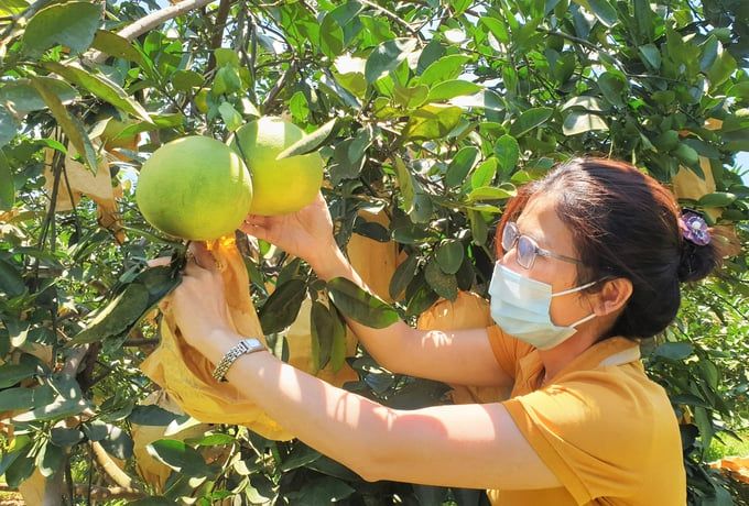 Huyện Hương Khê thu gần 590 tỷ đồng từ bưởi Phúc Trạch