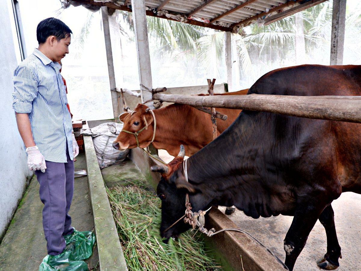 Long An: Giá bò hơi giảm sâu, nông dân nuôi gần 2 năm mà tiền thu về hòa vốn đã là may