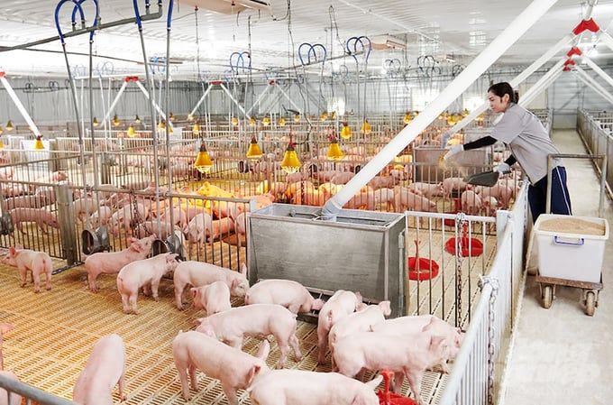 Chăn nuôi quay cuồng thoát vòng xoáy dịch bệnh