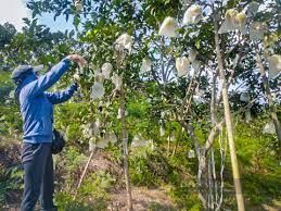 Một loại quả đặc sản Hà Tĩnh đang bán giá cao, đồi treo lúc lỉu trái vàng mà nhiều nhà nói 