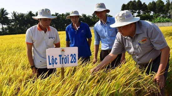 Chủ tịch Tập đoàn Lộc Trời nói gì về hai giống gạo vừa tham dự giải 