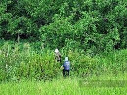 Nông dân ven biển Ninh Bình trồng rừng hấp thụ carbon, vừa thêm màu xanh, vừa có thêm tiền