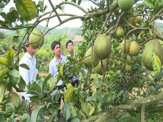 Sau 12 năm xây dựng nông thôn thôn mới, Quảng Ngãi có bao nhiêu xã về đích?
