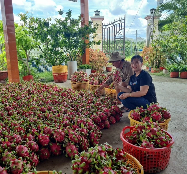 Loại quả ngon, chứa nhiều sắt, kali bất ngờ tăng giá mạnh, hễ bán 1 kg, nông dân Long An lời tốt