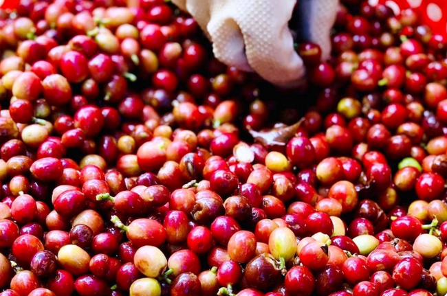 Giá cà phê ngày 7/12: Sau một 