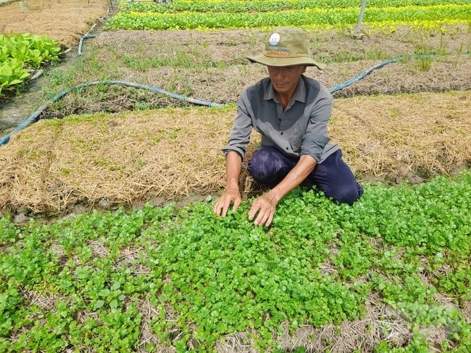 100.000ha cây ăn trái và đất lúa nguy cơ bị hạn, mặn