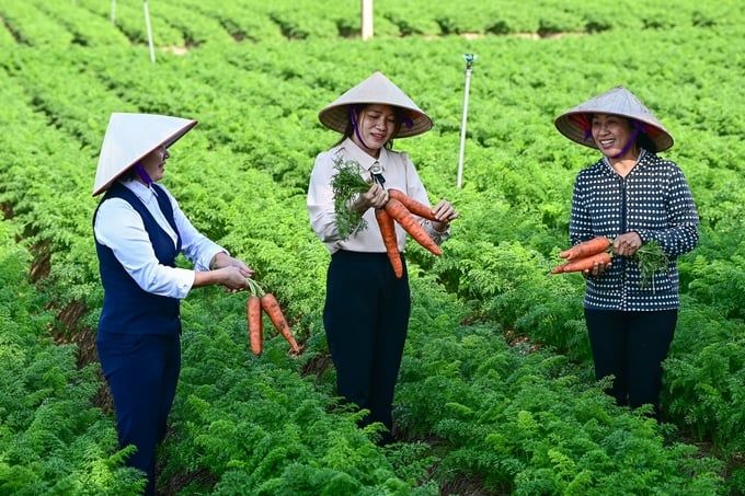 Sức sống vụ đông Khi cà rốt củ to hay nhỏ không còn quá quan trọng