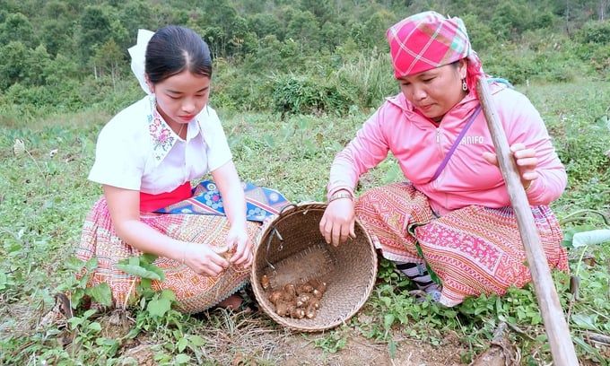 Cây khoai sọ biến Bản Mù thành điểm sáng