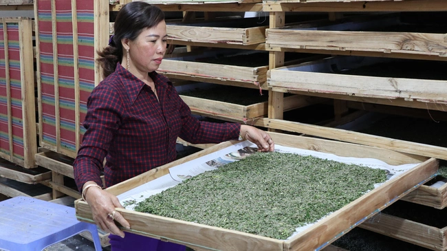 Ngành dâu tằm tơ Việt Nam-ngành triệu đô, nhưng 