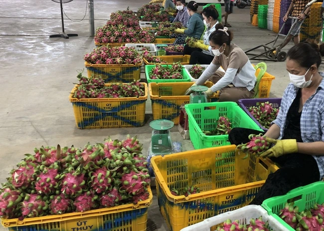 Nông dân Việt Nam xuất sắc 2023 ở Bình Thuận chia sẻ bí quyết trồng thanh long VietGAP, thu 1 tỷ đồng/năm