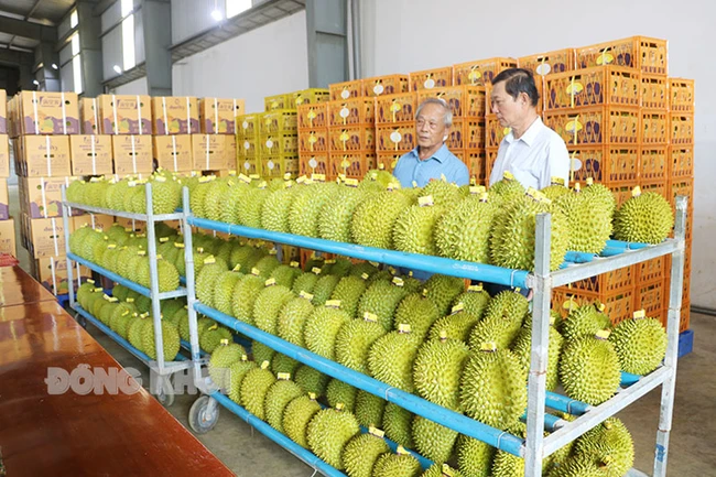Thức ăn chăn nuôi làm từ vỏ sầu riêng của nhóm tác giả đến từ Bến Tre đạt giải Nhất của ý tưởng khởi nghiệp