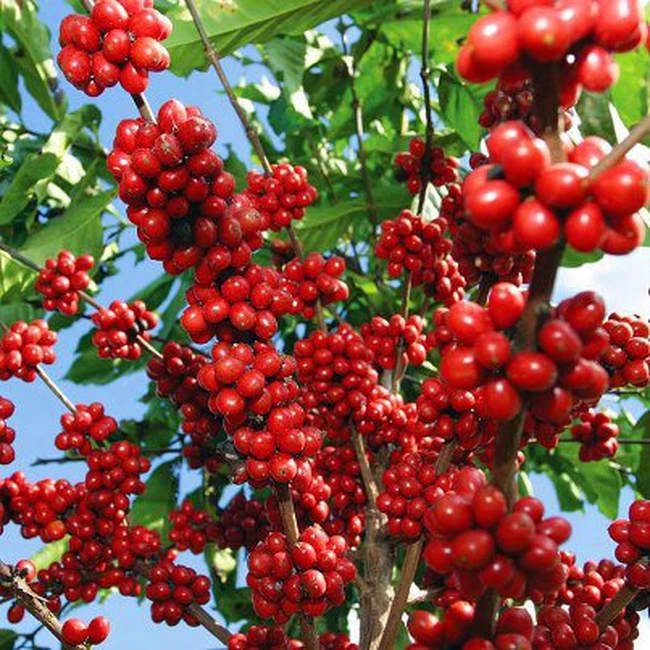 Giá cà phê ngày 9/12: Quay đầu sụt giảm do đầu cơ đẩy mạnh bán ra