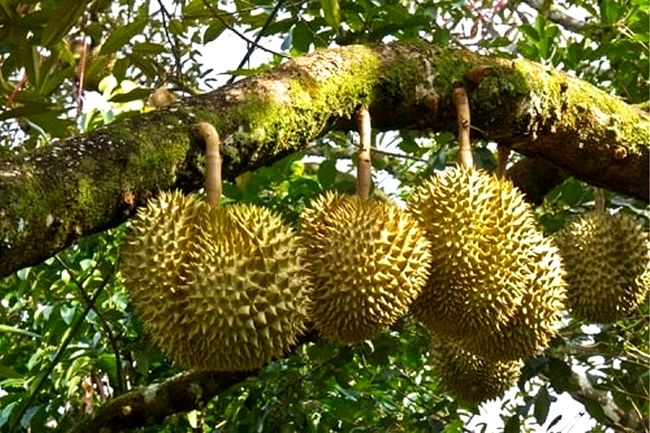 Giá sầu riêng ngày 9/12: Giá sầu riêng Ri6 cuối vụ tăng cao