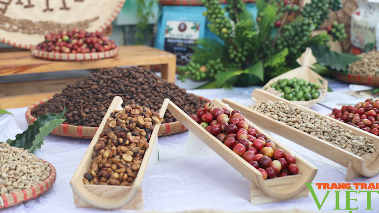 Cây cà phê, cây công nghiệp là chủ lực của nông dân Sơn La