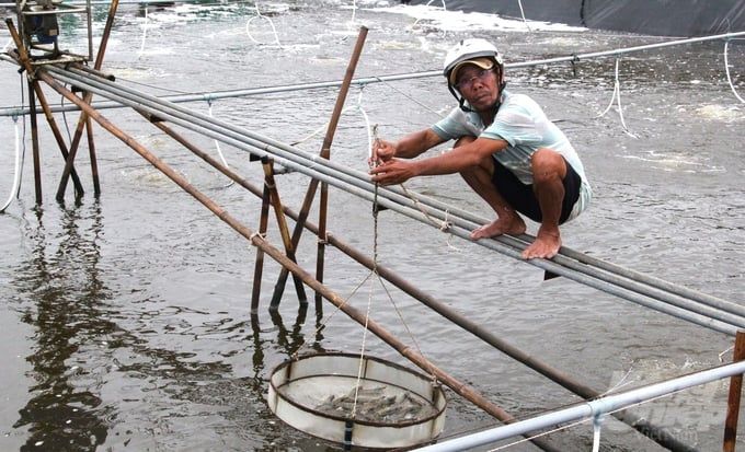 Cần thước đo quản lý ngành tôm để chuẩn hóa quy trình kiểm soát dịch bệnh