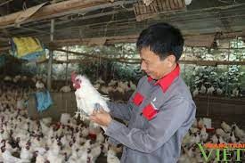 Liên kết phát triển chăn nuôi bền vững an toàn sinh học ở Lào Cai