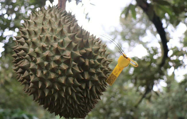 Nông dân hào hứng chuyển đổi số, gắn chip điện tử trên cây để truy xuất nguồn gốc sầu riêng