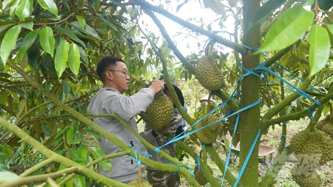 Trung Quốc chi gần 2 tỷ USD nhập khẩu sầu riêng Việt Nam