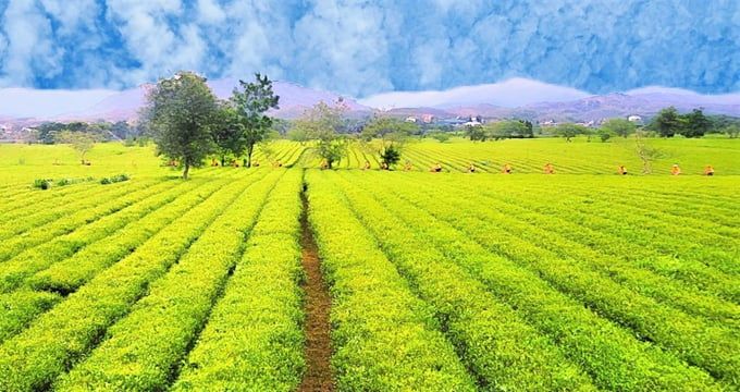Xây dựng thương hiệu chè quốc tế RA