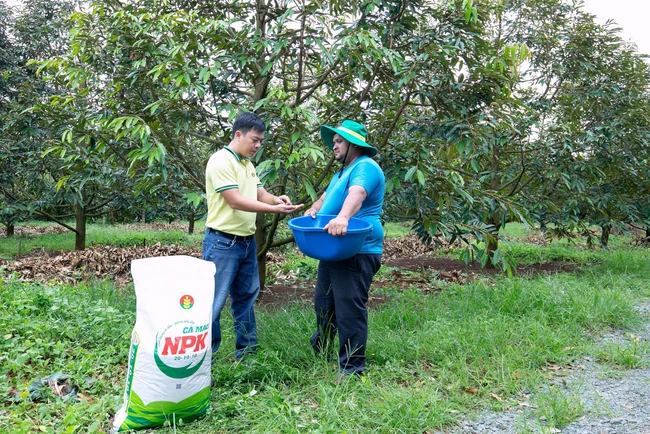 Giải pháp dinh dưỡng cho cà phê mùa khô ở Tây Nguyên - nông dân trải nghiệm NPK Cà Mau công nghệ Polyphosphate
