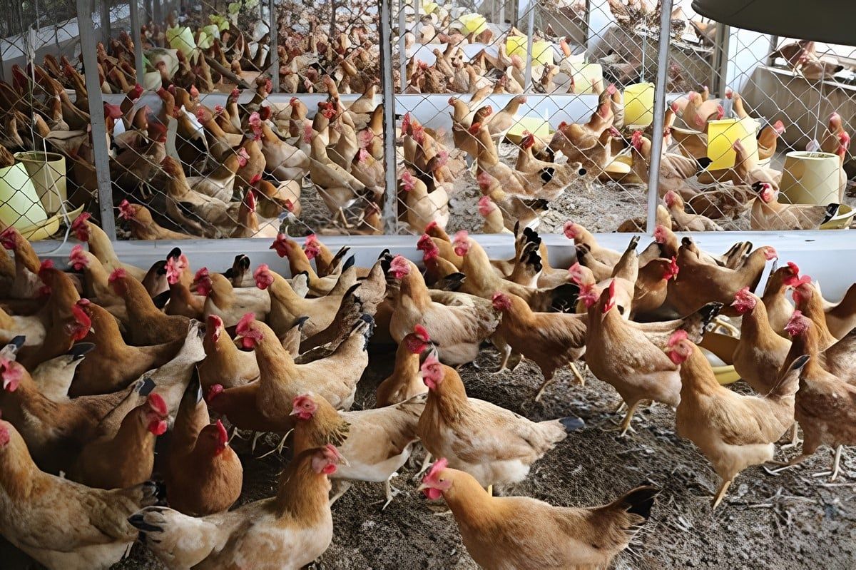 Đặc điểm ngoại hình và khả năng sinh sản, cho thịt của giống gà ri
