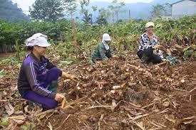 Củ dong riềng ở vùng cao Sơn La được giá, nông dân phấn khởi