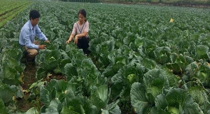 Tiềm năng phát triển các giống rau Hàn Quốc