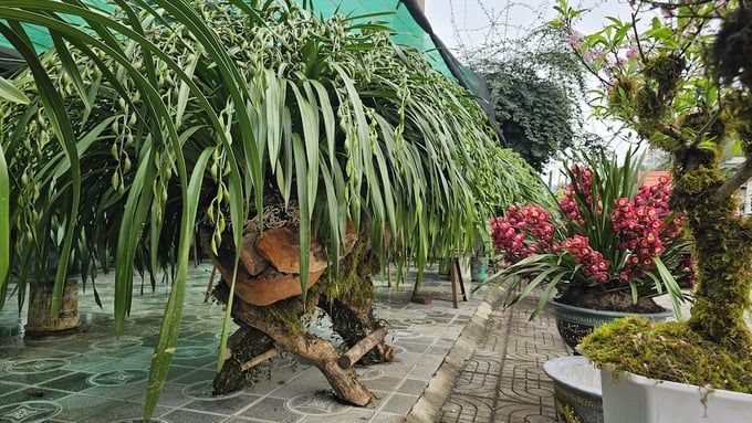 Đại gia chi trăm triệu chơi địa lan Trần Mộng Sa Pa