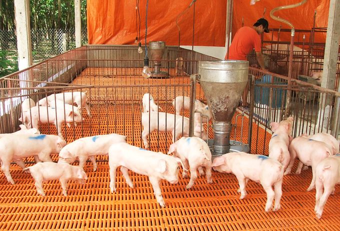 Tuyên truyền về tác hại của động vật nhập lậu 