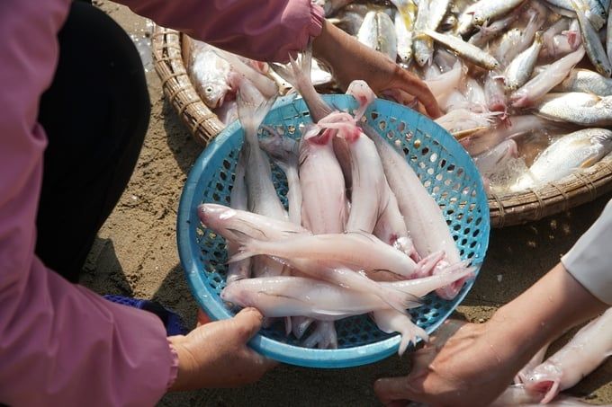 Cá khoai tươi rói cập bến bán đắt hơn... tôm tươi
