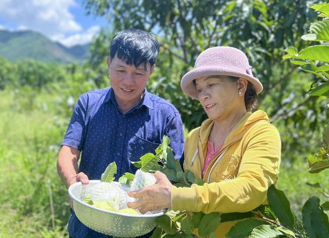 Hội Nông dân Khánh Hoà xây dựng mô hình hay, nhân thêm nhiều tỷ phú nông dân