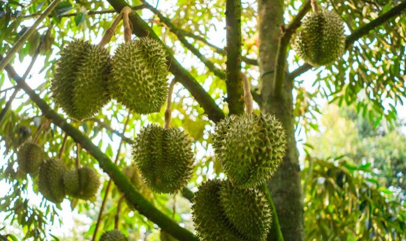 Giá sầu riêng hôm nay 22/2: Sầu Thái tiến sát mức 200.000 đồng/kg, sầu Ri6 cũng khan hàng