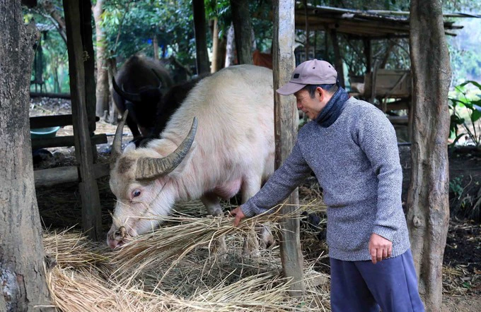 Sơn La tăng cường phòng chống đói, rét cho đàn vật nuôi trong nhà