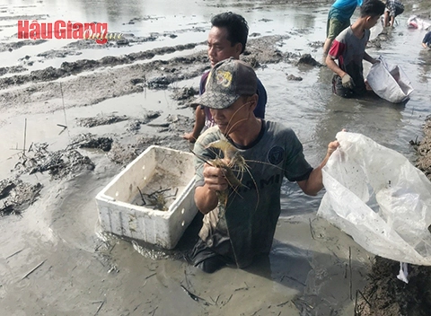 Nuôi con gì trên ruộng lúa, chả cho ăn mấy mà nông dân Hậu Giang bắt lên bán 120.000-150.000 đồng/kg?