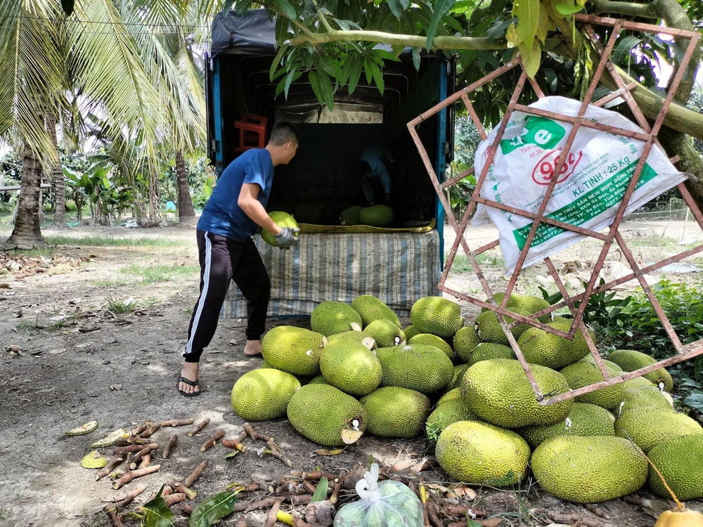 Giá bán loại trái cây này tăng vọt bất ngờ, một nông dân Tiền Giang trồng 2,2ha mà lãi gần 1 tỷ/năm