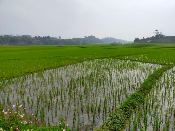 Nông dân Yên Bái hối hả xuống đồng gieo cấy lúa xuân ha