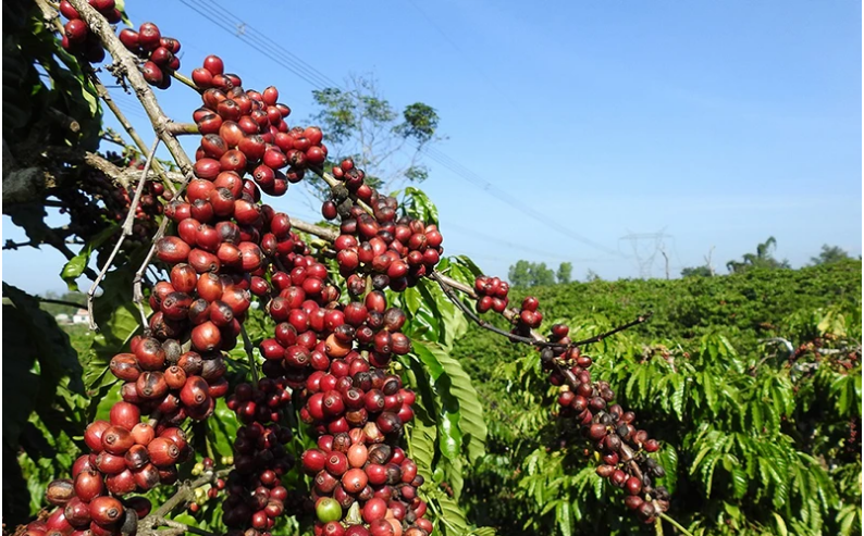 Giá cà phê ngày 11/3: Nguồn cung cạn kiệt, giá cà phê trong nước khó giảm