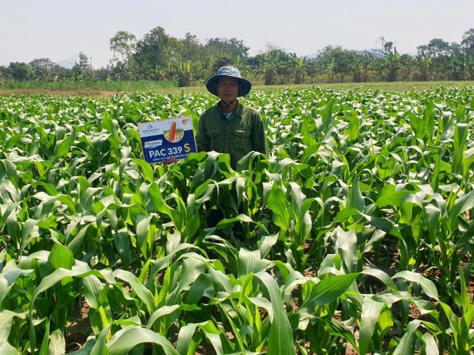 Ra mắt hai giống ngô lai mới kháng sâu bệnh và cho năng suất cao