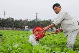 Giá rau củ tăng 40%, nông dân Hà Nội phấn khởi bám đồng thu hoạch