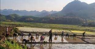 Vụ xuân hè giúp nông dân Yên Châu nâng cao thu nhập