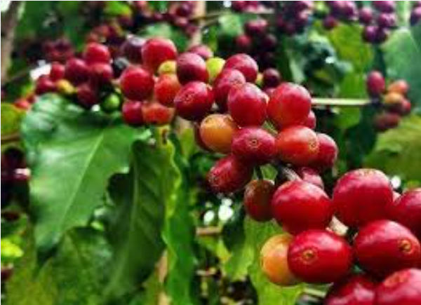Giá cà phê ngày 13/3: Giá cà phê đồng loạt tăng, trong nước chạm mốc 92.000 đồng/kg
