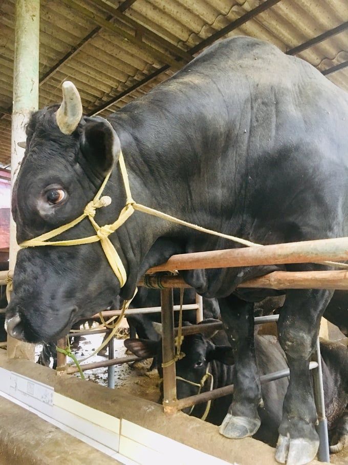 Bò thịt cao lớn, nhìn tưởng đàn trâu